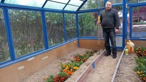 Обеззараживание почвы в парниках с помощью бархатцев