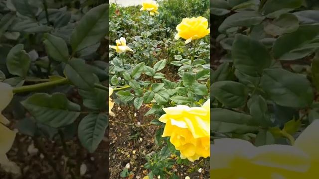 Никитский ботанический сад под Ялтой в Крыму ?