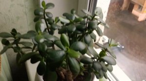 Толстянка или денежное дерево. 3 ноября 2019 г.