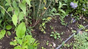 Vlog 312 - Любимый английский сад в августе. Забота о саде и садовниках