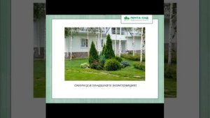 Какую выбрать Тую для сада "Брабант" или "Смарагд"?