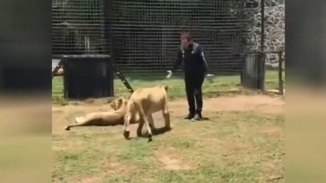 Большая добрая киса смотреть онлайн