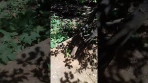 Поиск норы барсука!