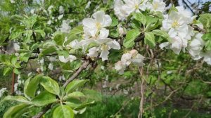 Видеозарисовка. Цветение яблони.