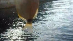 Рыбалка в Сочи: Каракоз (морской карась)