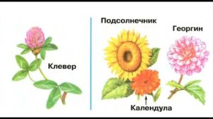 Окружающий мир 1 класс ч.1, тема урока "Что общего у разных растений", с.22-23, Школа России