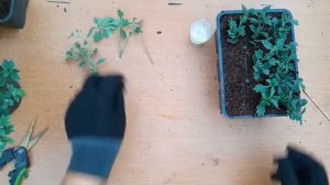 Черенкование хризантемы в осень или как можно укоренить хризантему цветущую!