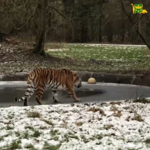 Амурский тигр на льду