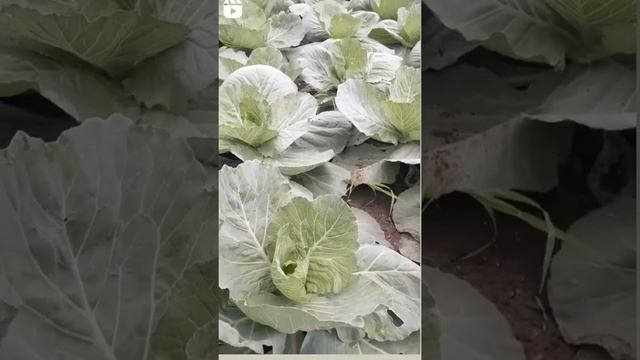 #shots #Farming_World #cabbage_farm