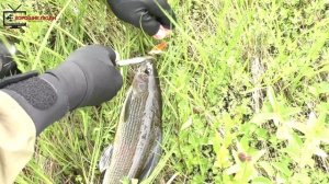 Ловля хариуса на цикаду. + Сибирский таймень.