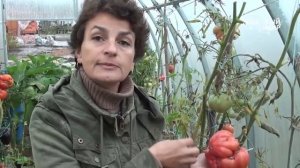Почему вырастают уродливые помидоры
