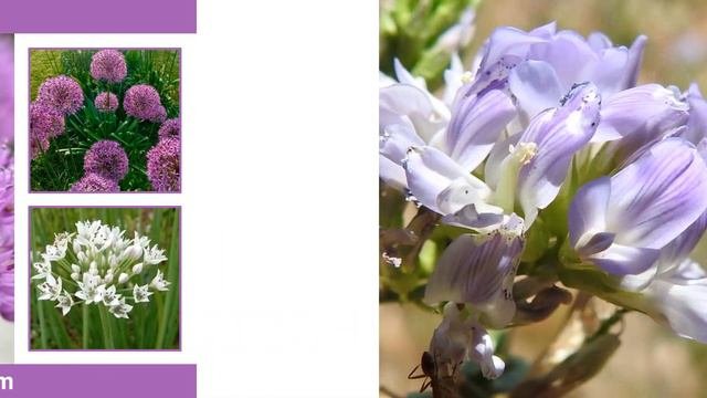 Botanical Names Of Flowers|Common Names Starting With A