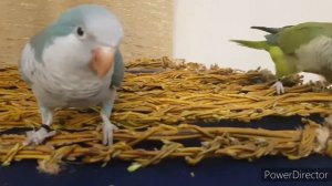 СЕТКА - ПОГРЫЗУШКА  ИЗ ВЕТОК ИВЫ  ДЛЯ ПОПУГАЯ СВОИМИ РУКАМИ