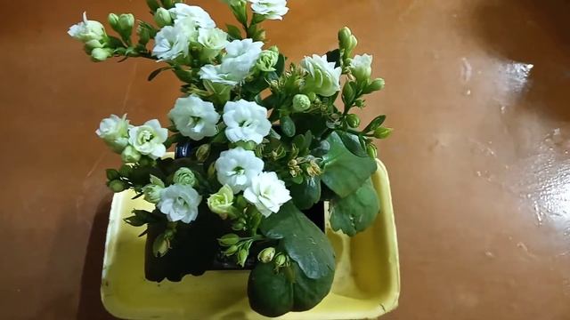 Каланхоэ Каландива белого цвета смотреть онлайн