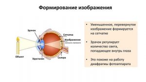 12.1 Сенсоры - зрение (8 класс) - биология, подготовка к ЕГЭ и ОГЭ 2017