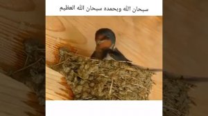 Как строиться гнездо ласточки. Коран