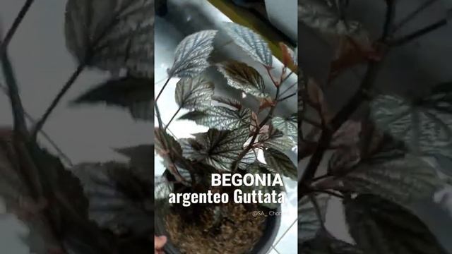 Wow.!!! Cantiknya Begonia Argenteo Guttata ???