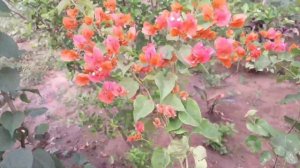 BOUGAINVILLEAS 🌸🌱🌺🌿       Um espetáculo de cores!