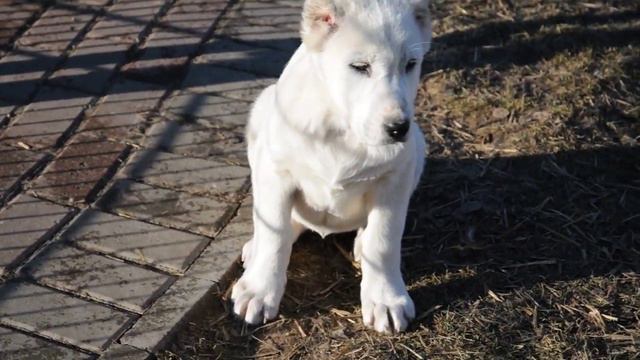 Щенки алабая белые. смотреть онлайн