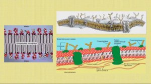 Классификация липидов. 10 класс