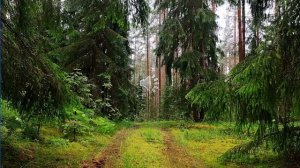 Презентация Зелёная аптека