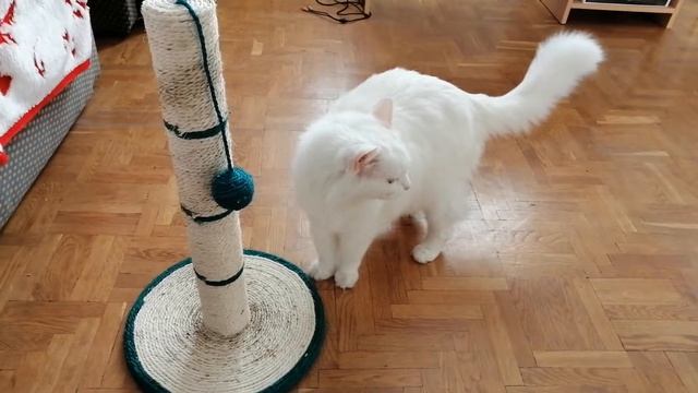 Реакция кошки на кошачью мяту на когтеточке смотреть онлайн