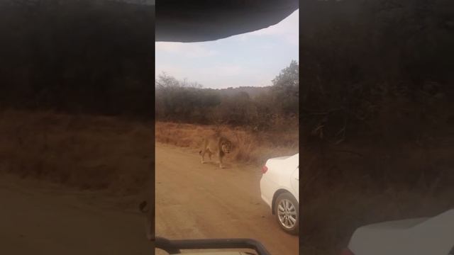 Highlight of our safari in Pilanesberg national park!