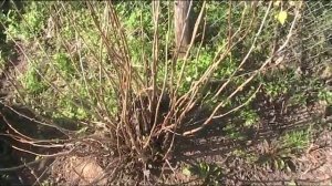 Уход за смородиной осенью. Продаем кусты смородины Селеченская // Секреты хороших урожаев.