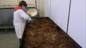 Изготовление грибных блоков вешенка на предприятии