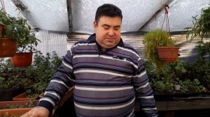 ФУКСИИ 100% УКОРЕНЯЮТСЯ и хорошо растут зимой.