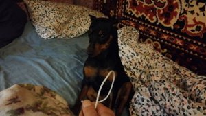 Ругаю собаку. Цвергпинчер Пина.