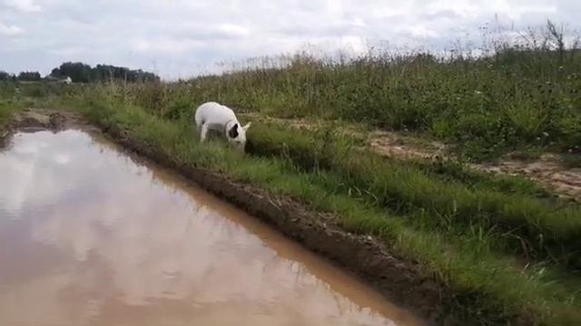 Бультерьер характер