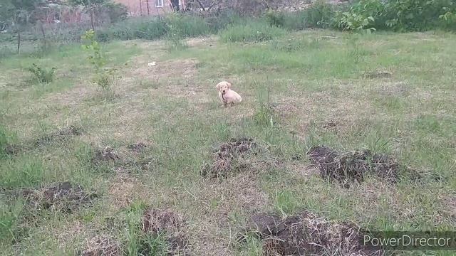 Огород на Кубани тыкву  посеяла  29.05.2020г. смотреть онлайн