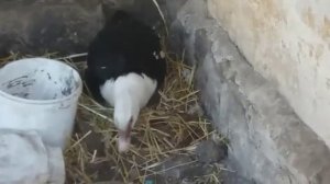 Индо-Утки.Как утка  делает  себе гнездо.Утка  высижует утят.