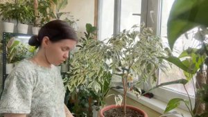 Воздушная отводка на фикус | Размножение фикуса отводкой | ОТВОДКА