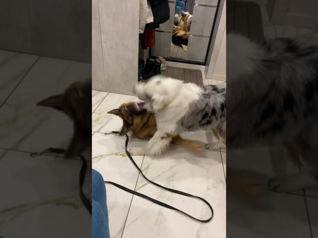 Пришли в гости к другу. Ауси Балу и немецкая овчарка Локки смотреть онлайн