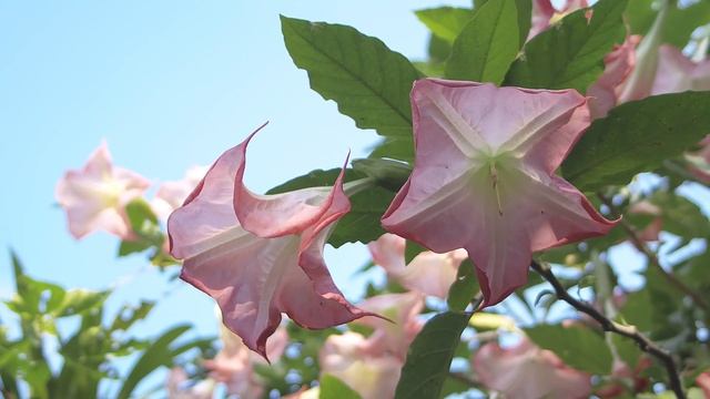 Что такое философия? Александр Дугин смотреть онлайн
