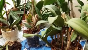 Орхидея Каттлея(Cattlea)без корней. Как вызвать корнеобразование. Следуем правилам применения .