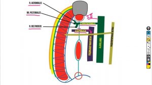 Подключичная область