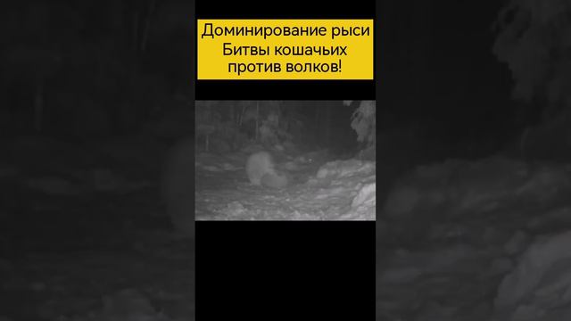 Рысь против волков, #shortsvideo #шортс #animals #wildlife #рысь #волки #волк #стая #охота #битвы