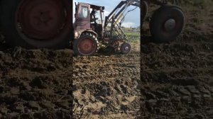 капаем картофель  трактором т-16 самодельной копалкой