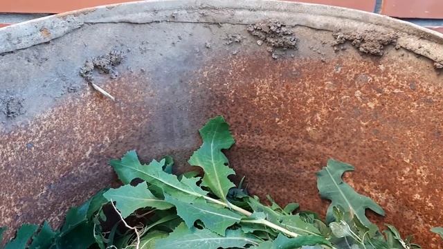 Сажаю Огурцы в бочки, до 14 кг с куста Проверенно Урожай без подкормок. смотреть онлайн