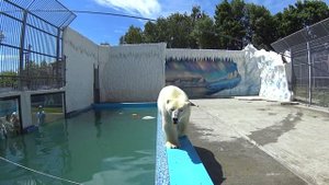 Белый медведь в пензенском зоопарке.