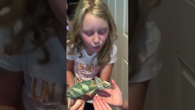 Charlie the chameleon surprise смотреть онлайн