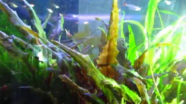 Гуппи Родили мальков в общем Аквариуме. Guppy fry