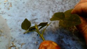 размножаем розы черенкованием