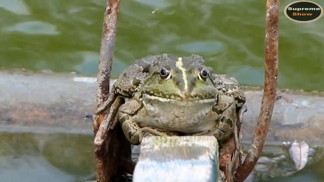 Вот таких ГИГАНТОВ ловят в Африканских реках смотреть онлайн