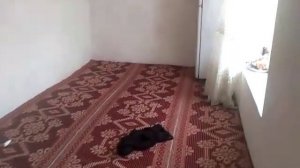 Хонай Фуруши Дар Н фархор