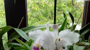 cattleya trianae