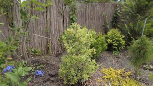 Прогулка по цветущему южному саду  21 мая 2023 г.! ОБЗОР САДА С НАЗВАНИЯМИ РАСТЕНИЙ!